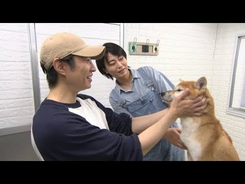 氷川きよし、相葉雅紀と“保護犬トリミング”　有働由美子＆遠藤憲一は猫の“ミルクボランティア”