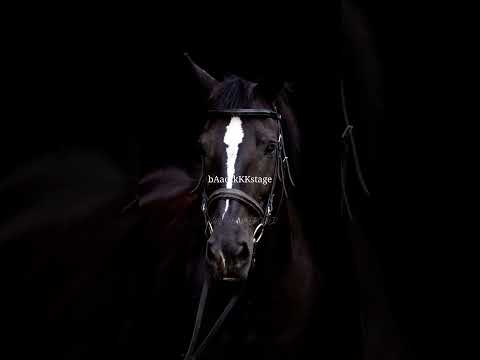 Thought I'd share some of my BTS😂/CREDITS: @ekje.photo ||  #horse #equestrian #edit