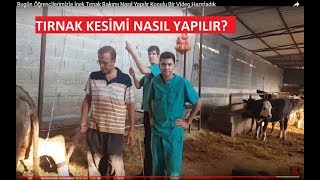 Bugün Öğrencilerimizle İnek Tırnak Bakımı Nasıl Yapılır Konulu Bir Video Hazırladık