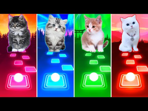 Cute Cats: BLACKPINK (Pink Venom - Shut Down) Imagine Dragons (Believer 