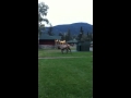 Jillian Harris Elk Sighting During Rocky Mountaineer Getaway