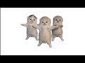 Three Cats Dancing