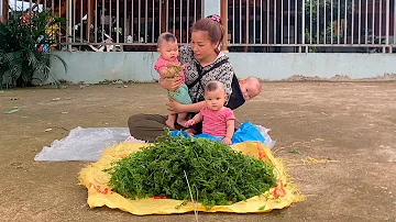 Single mom - Going to the forest with her 3 children to pick wild vegetables to sell, life is hard