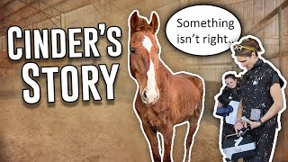 The Reality of Rescue | Cinder's Story by Horse Plus Humane Society 22,446 views 9 days ago 11 minutes, 28 seconds