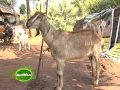 Success story of an enterprising youth engaged in goat rearing.Has a variety of breeds of goat.