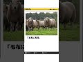 【動物ボケて】【要】動物さん達に声をあててみた　#アフレコ #shorts