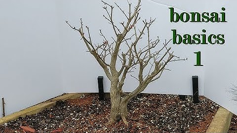 bonsai basics 1: branch selection