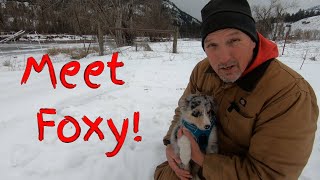 Meet Foxy, the newest family member at Kettle Haven Ranch by Kettle Haven Ranch LLC 92 views 2 years ago 1 minute, 30 seconds