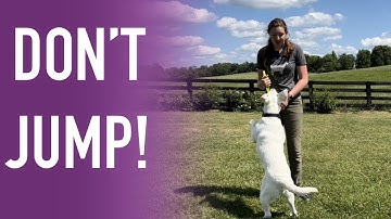 DON’T JUMP!- Teaching Your Dog STOP Jumping on You