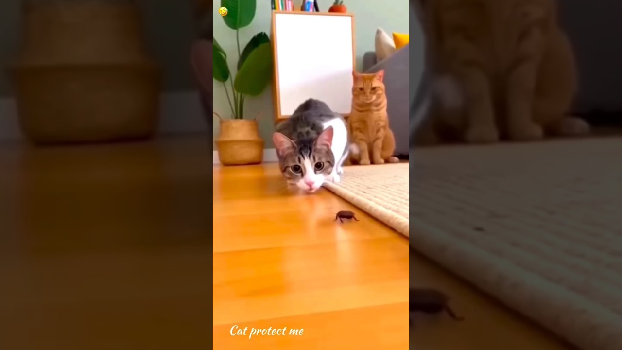 100% laugh 🤣😂🥰 #shorts #funny #comedy #funnyanimals #memes #viral