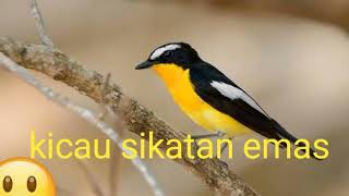 kicau sikatan emas gacor