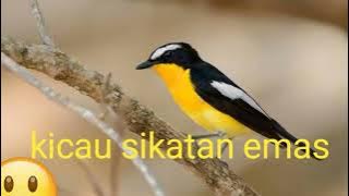 kicau sikatan emas gacor