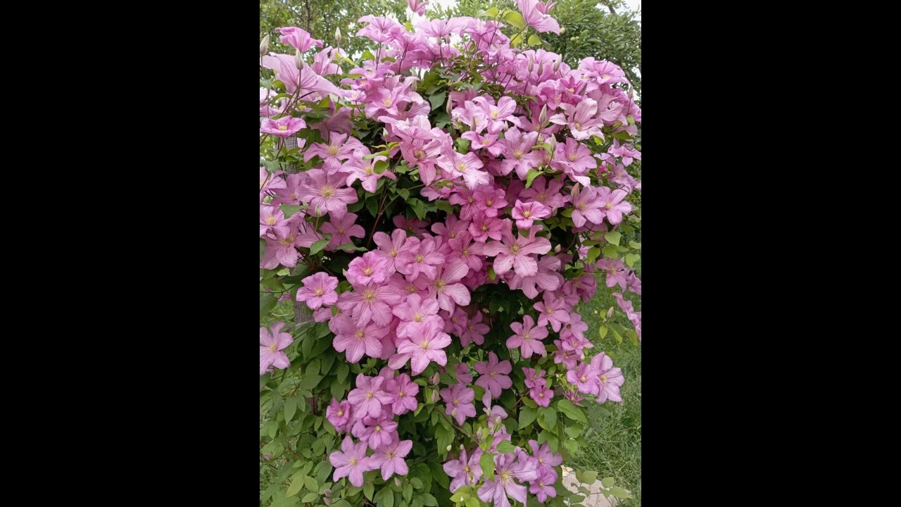 Танго с цветами.