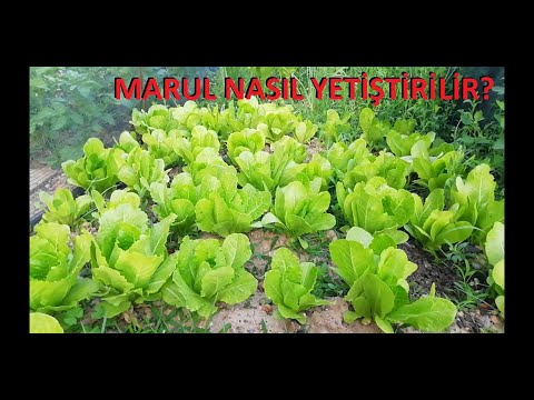 Video: Kendi Mayonezinizi Nasıl Yapabilirsiniz: 5 Adım (Resimlerle)