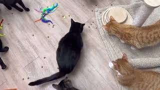 Cats #REACT To Snacktime by The Cattery Cat Shelter 167 views 6 days ago 4 minutes, 9 seconds