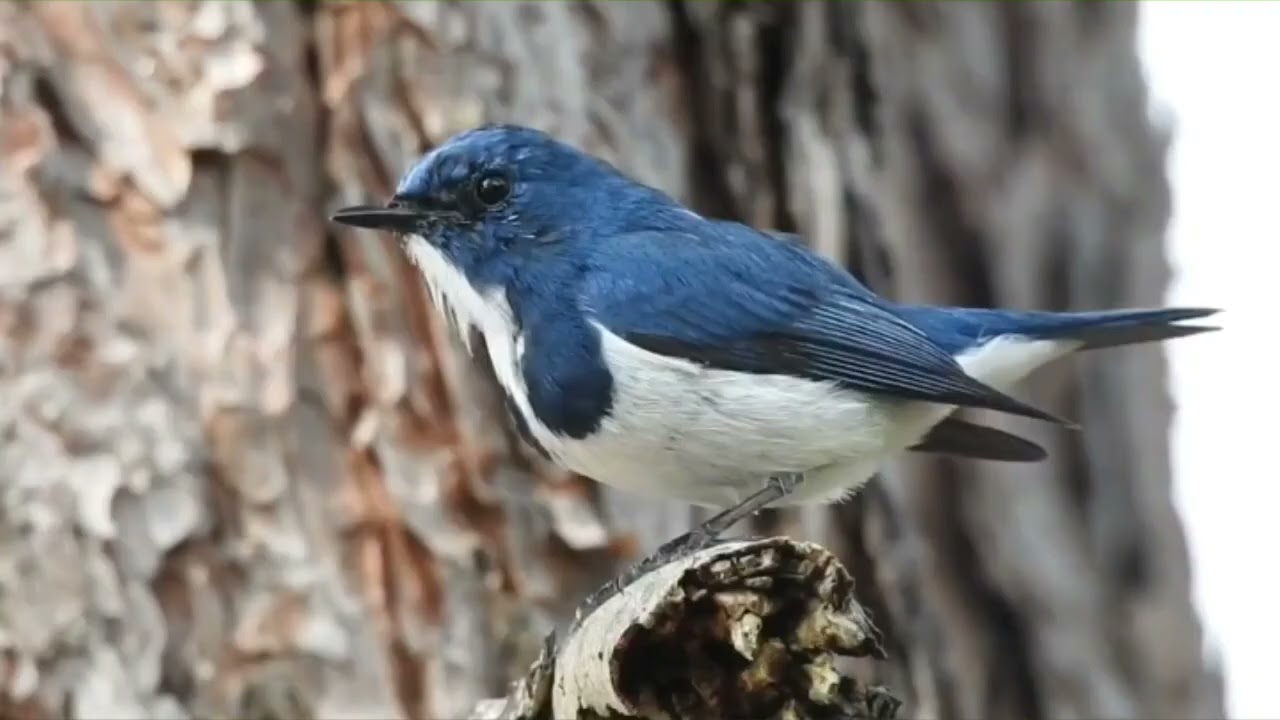 Ultramarine flycatcher ( ficedula superciliaris )
