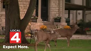 Deer overpopulation sparks heated debate in Metro Detroit community