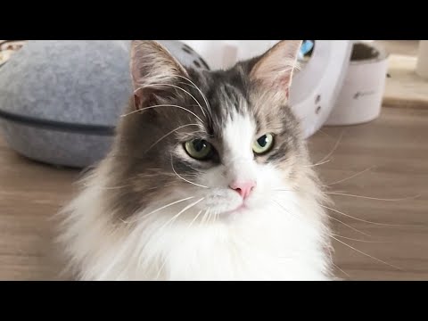 どうしてもおもちゃの紐を噛みたい猫はこちらですかっこいい ノルウェージャンフォレストキャット