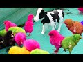 Silly MURGI Baby Chicks Vs. Cow Robot Toy with Hen Gallina Videos