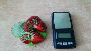 СУПЕР КЛУБНИКА 🍓 ОТ НАШЕЙ СЕМЬИ 💕МЕГА СОРТ🍓 МАЛЬВИНА 👍