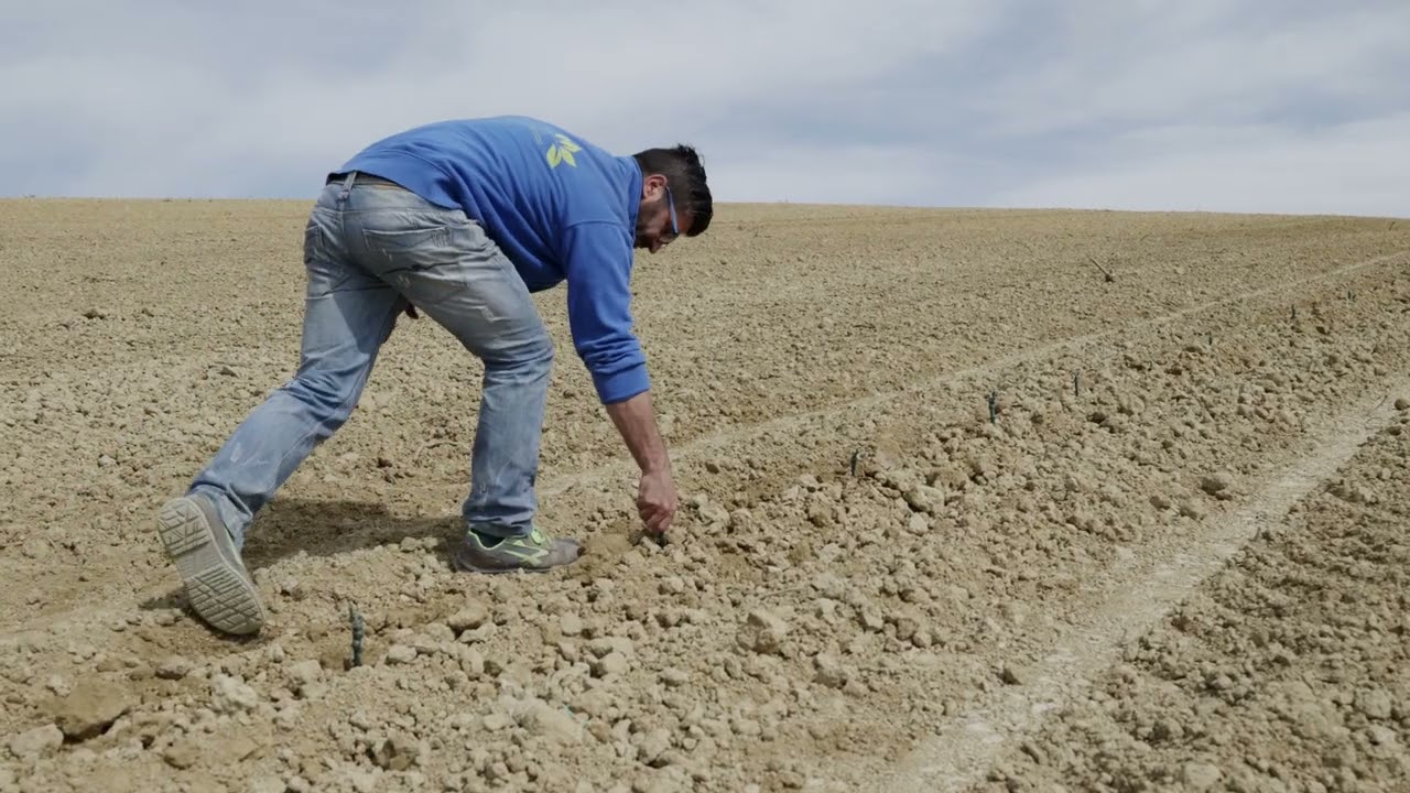 Spapperi - TH100 - Trapiantatrice per arboree