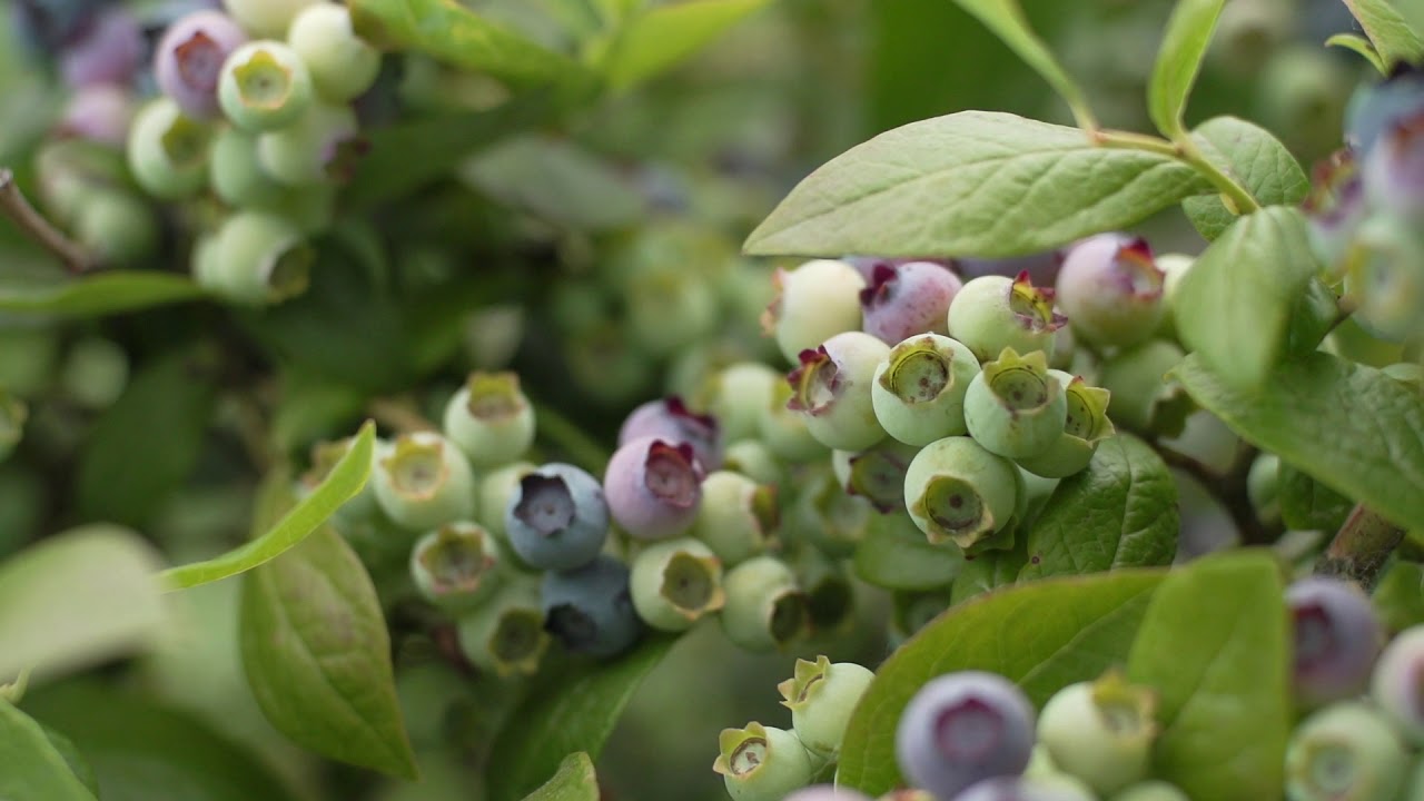 Sustainable Blueberry Farming Tyson Davies YouTube