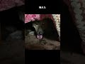 室内犬になって初めてコタツと出会い、コタツを好きになり過ぎたせいでコタツを奪われた元猟犬　#shorts