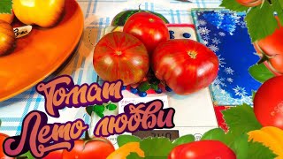 Сорт томата -  Лето любви. Очень красивый сорт.