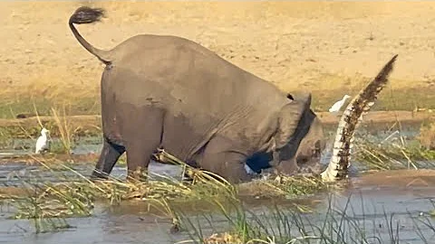 ELEPHANT KILLS CROCODILE - DayDayNews