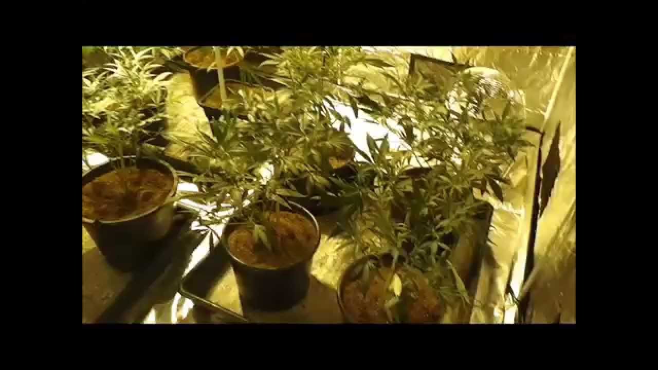 Exodus cheese grow - pre flower cycle