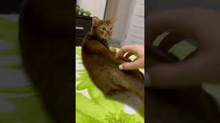 don't anger the Abyssinian #funny #tiktok #shorts