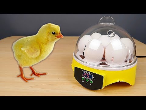 Инкубатор из Китая! Часть 1. Распаковка. Цыплята из магазинных яиц. Новый эксперимент! alex boyko