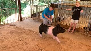 Making a great first impression with your show pig