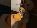 みかんが大好きなビーグル犬#いぬ #犬