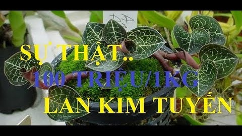 LAN KIM TUYẾN - 100 TRIỆU/KG - Cây thuốc vô cùng quý của vùng núi Tây Bắc  - #SKLV