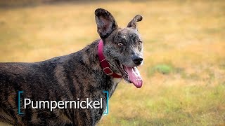 Meet Pumpernickel by SPCA of Texas 180 views 7 months ago 1 minute