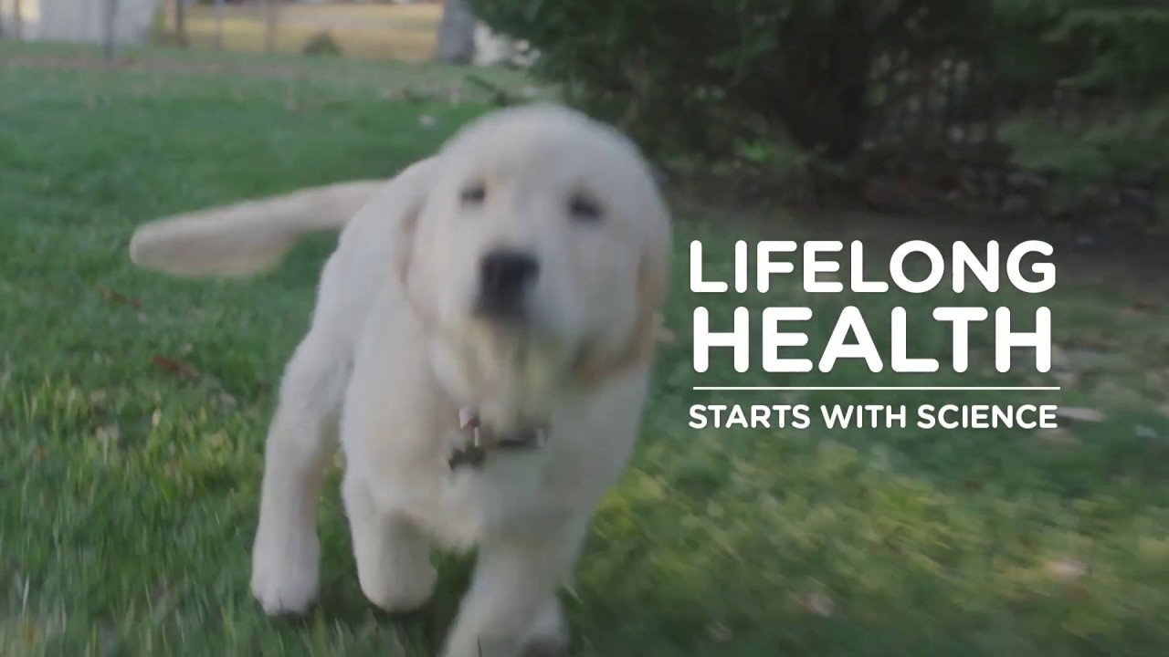 video phone beyonce mp3 Hill's Pet Food - For differences you can feel, see and trust.