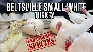 We Hatched Rare Endangered Turkey Eggs | Start To Finish Incubation & Hatch | Beltsville Small White