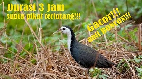 suara pikat burung ruak ruak durasi 3 jam