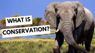 What is conservation? by Conservation Chat UK 12,599 views 1 year ago 3 minutes, 16 seconds