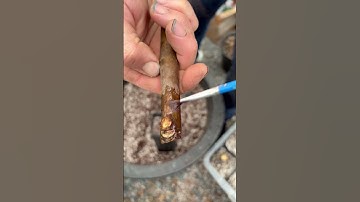 How To Root A Fig Cutting - A Step By Step Guid.