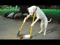 15 Best Trained & Disciplined Dogs In The World