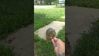Coolest Guy in town! #Love #hope #friends #wildlife #squirrel #animals #happy #food #funny