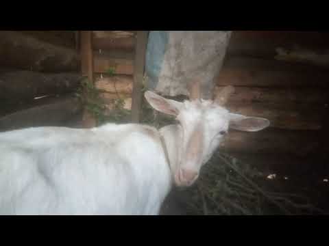 Huyu Ni Mbuzi Wa Maziwa Ndio Amezaa Mara Ya Kwanza 