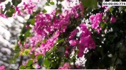 ‏تلاوة شجية من سورة آل عمران  - معالي الشيخ عبدالمحسن العبيكان -حفظه الله ‎ ‎