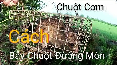 Cách Bẫy Chuột Cơm- Bẫy Chuột Đường Mòn Không Cần Mồi.#12..
