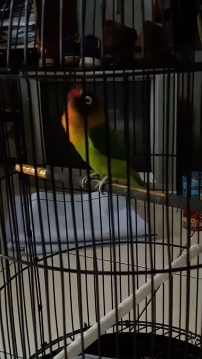 Lagi Viral Masteran Lovebird Ngekek dowo
