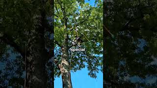 only a true arborist can do this #feedshorts #wood #arborist #woodworking