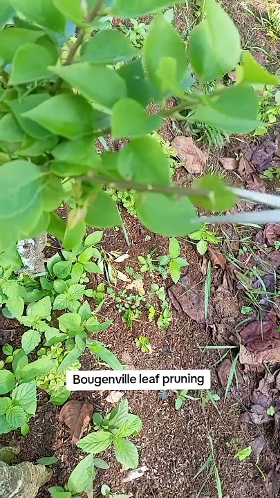 pruning daun Bougenville #bougainvillea #tanamahias