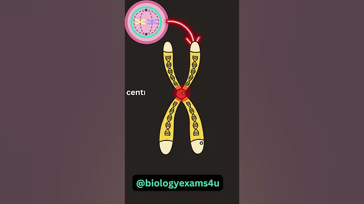 Chromosome Structure Animation